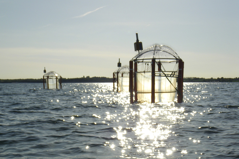 I tio provrörsliknande plastsäckar, som var och en rymmer 55 000 liter havsvatten, ska forskarna studera hur marina växter och djurplankton påverkas i en allt surare omgivning. Foto: Gertje König