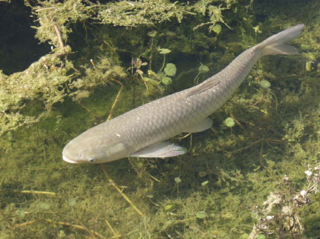 Karp är en dominerade art i Kinas traditionella vattenbruk. Extensiva hemmaodlingar beräknas, tillsammans med lokalt fiske, försörja en miljard människor med fisk. Foto: Roban Kramer via Wikipedia Commons