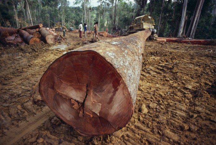En effekt av minskad jordtillgång är skogsskövling. Av den uppodling som skedde globalt åren 1980–2000 gjordes 83 procent på tidigare skogsmark. Foto: iStockphoto.com / MsLightBox.