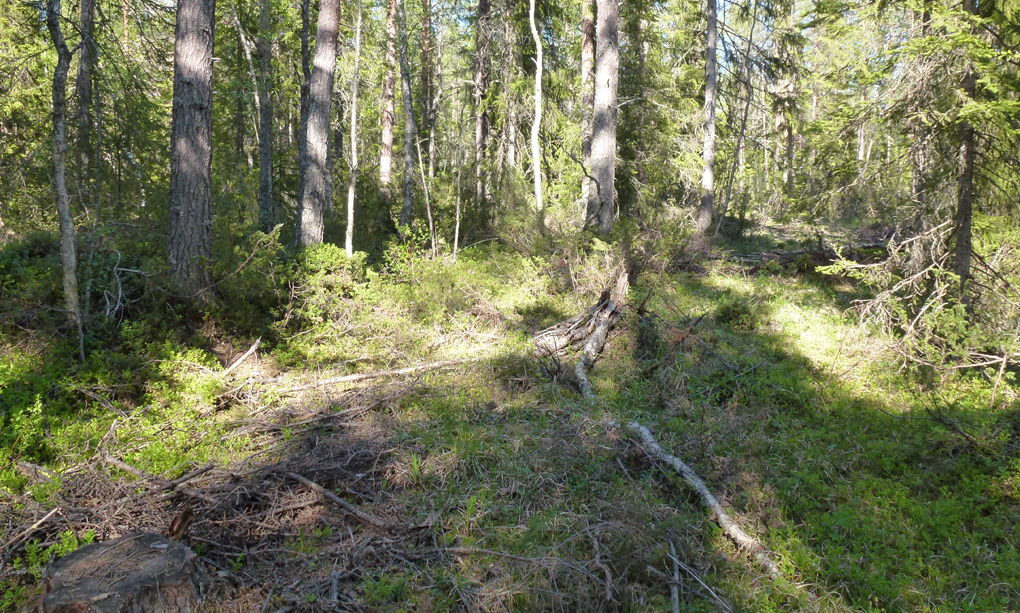 Skog där avverkning nyligen skett genom blädning.Foto: Joakim Hjältén.