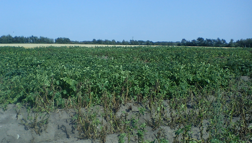 Forskarnas fältförsök i Borgeby, sydvästra Skåne. De plantor som syns i förgrunden, av sorterna Bintje och King Edward, är angripna av bladmögel. De plantor som man ser har klarat sig är från forskarnas egna korsningar som gjordes 2009 och som nu testas för fjärde året. Enligt Ulrika Carlson-Nilsson är dessa sorter fortfarande väldigt resistenta. Fältet har inte besprutats mot bladmögel. 