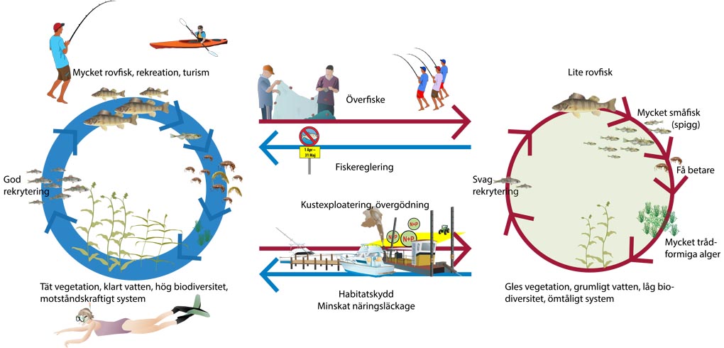 Schematisk figur som visar hur födoväven och de ekosystemtjänster som produceras i grunda kustmiljöer påverkas av olika verksamheter och olika typer av förvaltning.Illustration: Joakim Hansen/Östersjöcentrum 