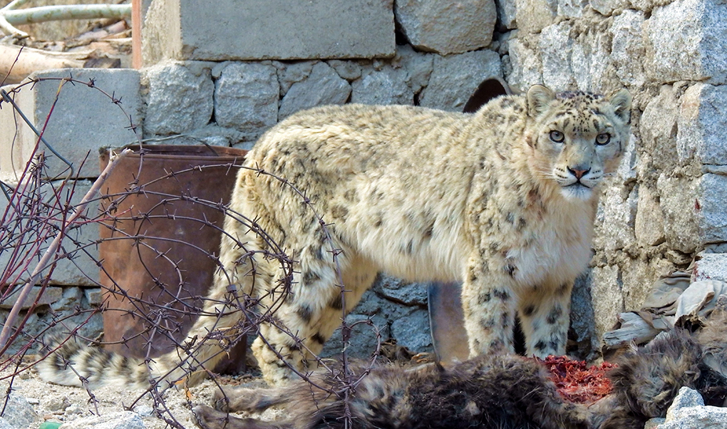 Tillsammans med Charudutt Mishra, forskningschef på Snow Leopard Trust, har Stephen Redpath forskat kring möjliga lösningar på konflikterna kring snöleoparden. På bilden har en leopard just rivit boskap i en by i Ladakh, Indien – något som innebär ett hårt ekonomiskt slag för familjen som äger boskapen. Foto: Snow Leopard Trust