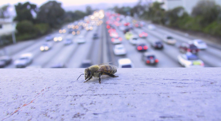 Ett bi vilar på ett räcke över motorvägen