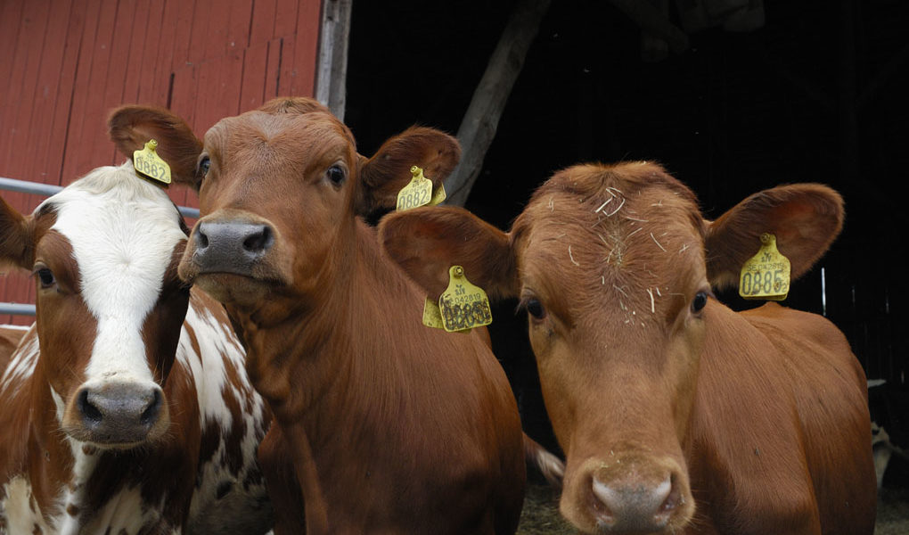 Forskare letar efter antibiotikaresistens i kalvtarmar