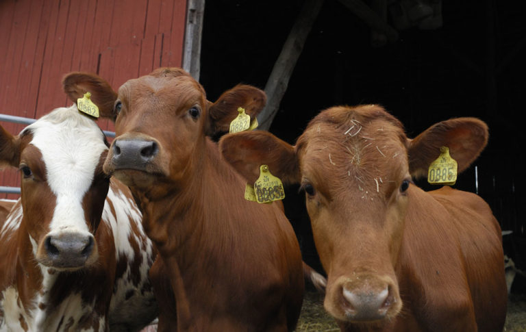 Forskare letar efter antibiotikaresistens i kalvtarmar