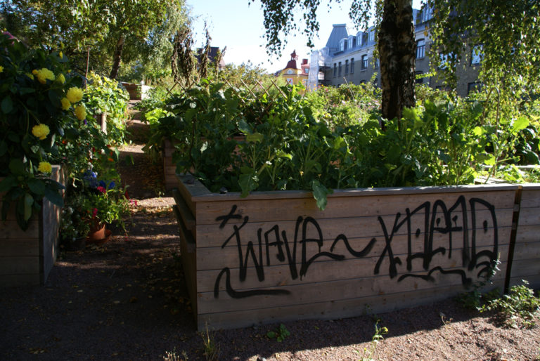 Stadsodling på Skansberget i Göteborg.