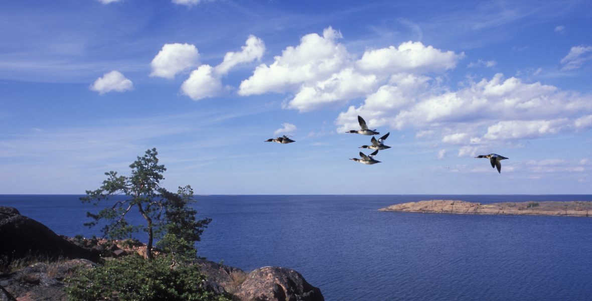 Saltvatten väller in i Östersjön