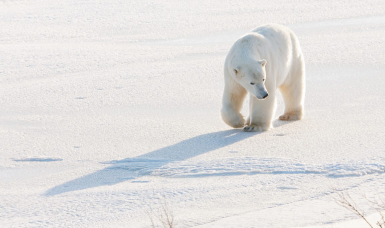 isbjörnar flyttar när isen i Arktis smälter