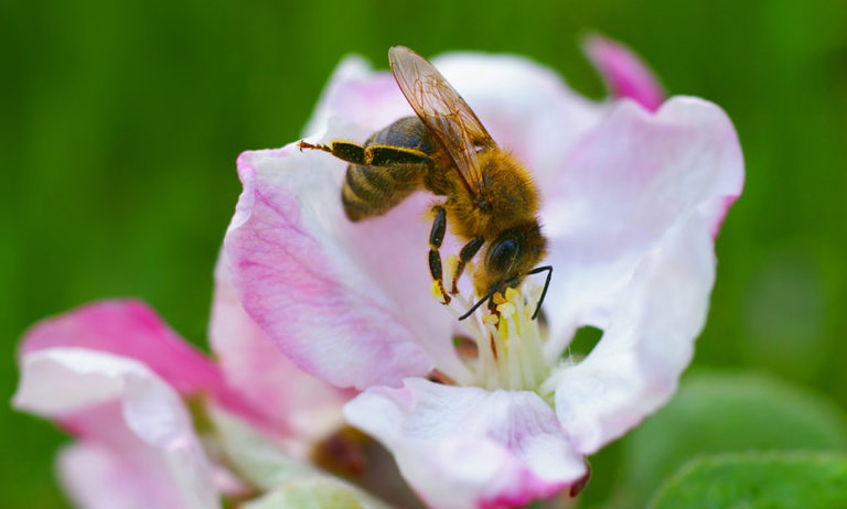 Fler arter av vilda bin i storstäder än i omgivande jordbrukslandskap