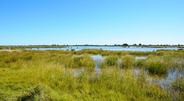 Sverige får två nya betydande våtmarker