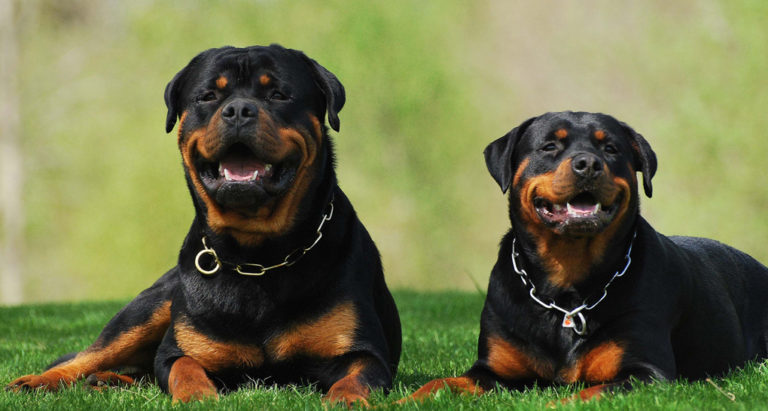 Rottweilers