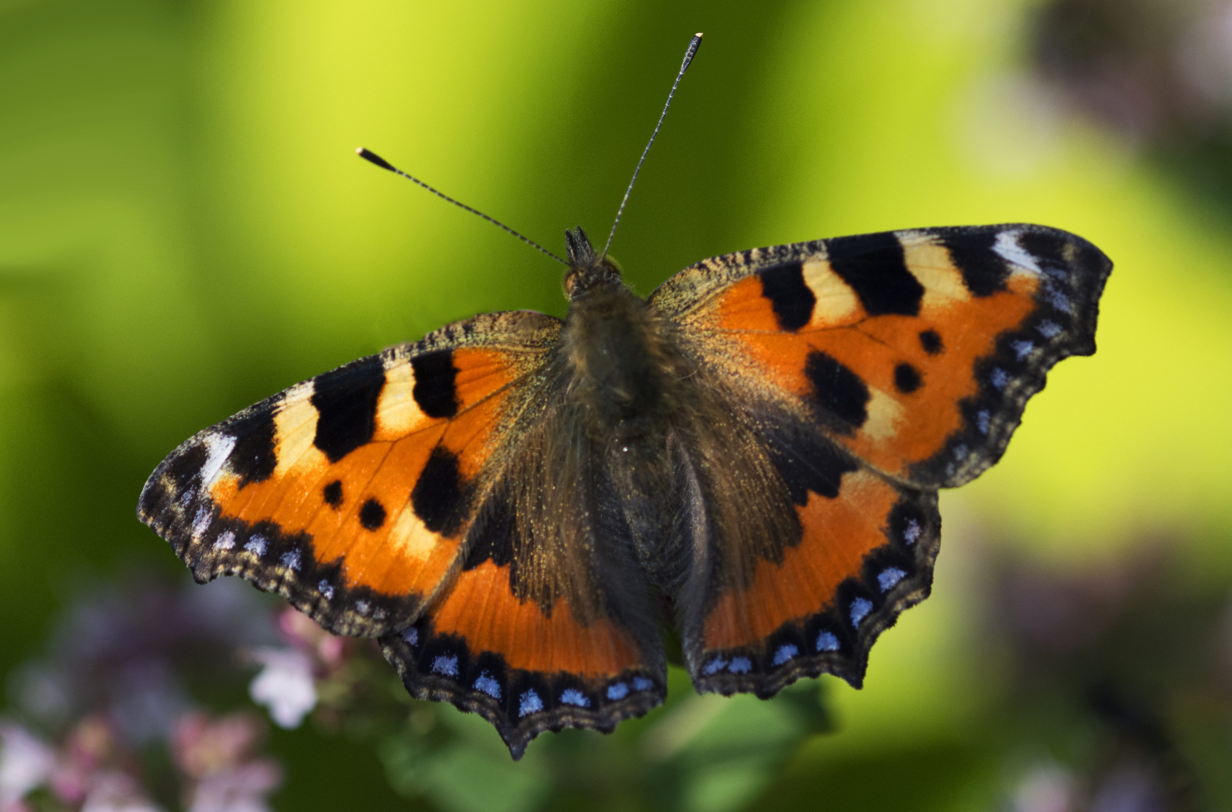 Varm vinter försenar fjärilar | Tidningen Extrakt