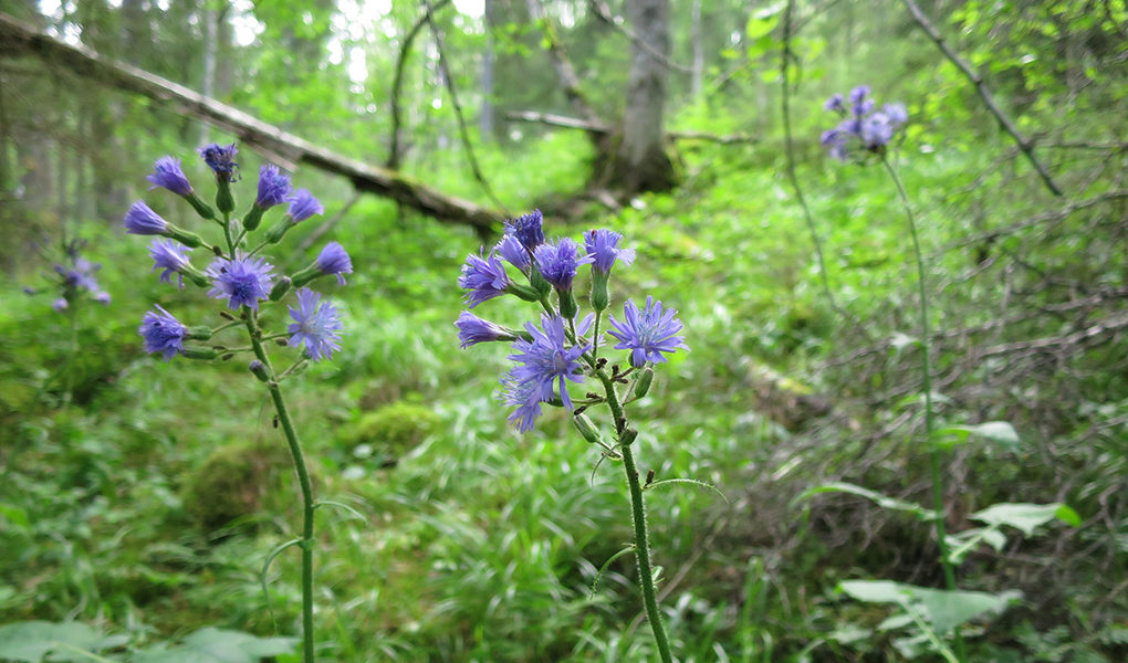 Torta, Lactuca alpina