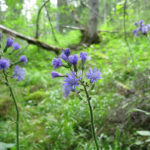 Torta, Lactuca alpina