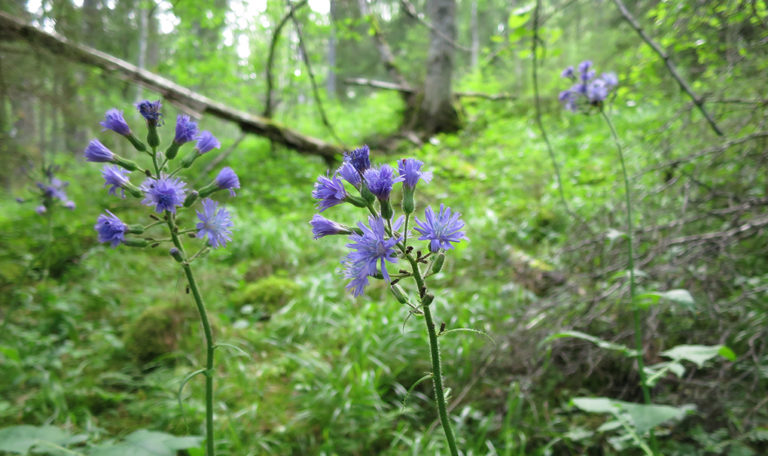 Torta, Lactuca alpina