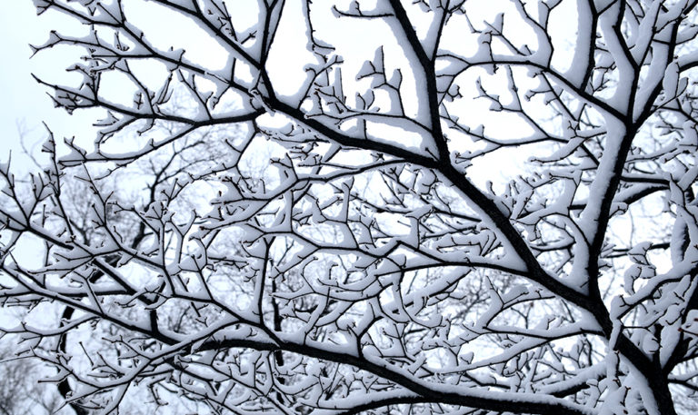 snö på en gren