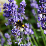 Humla lavendel