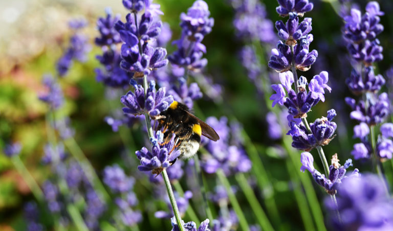 Humla lavendel