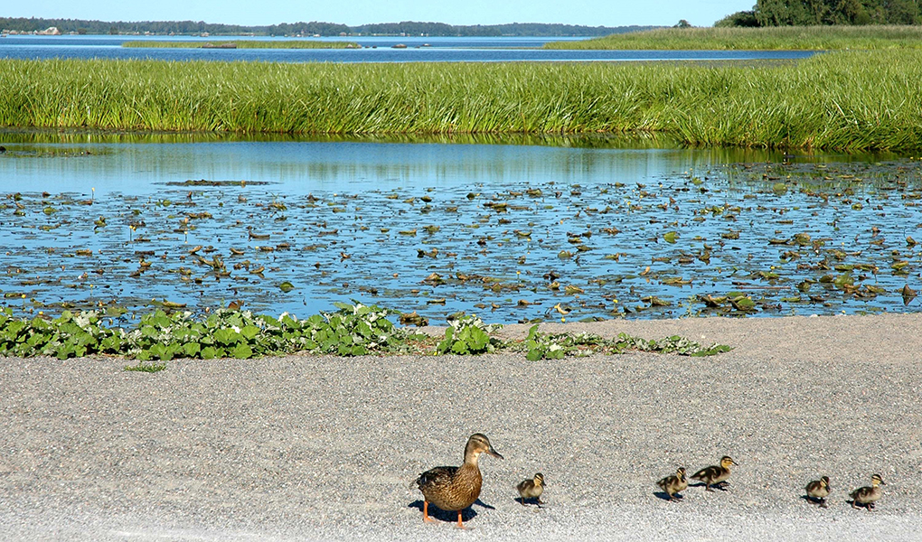 Rynningevikens naturreservat