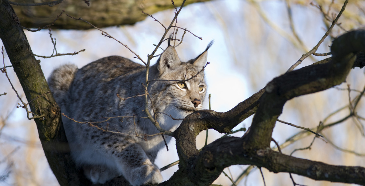 Eurasian Lynx