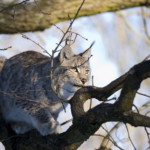 Eurasian Lynx