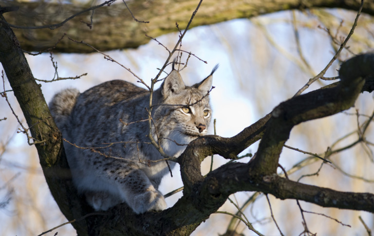 Eurasian Lynx