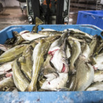 Hållbart fiske