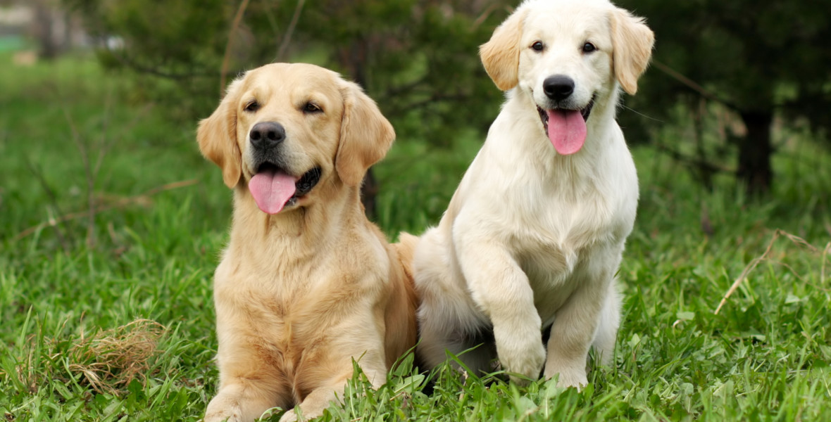 Golden retrievers