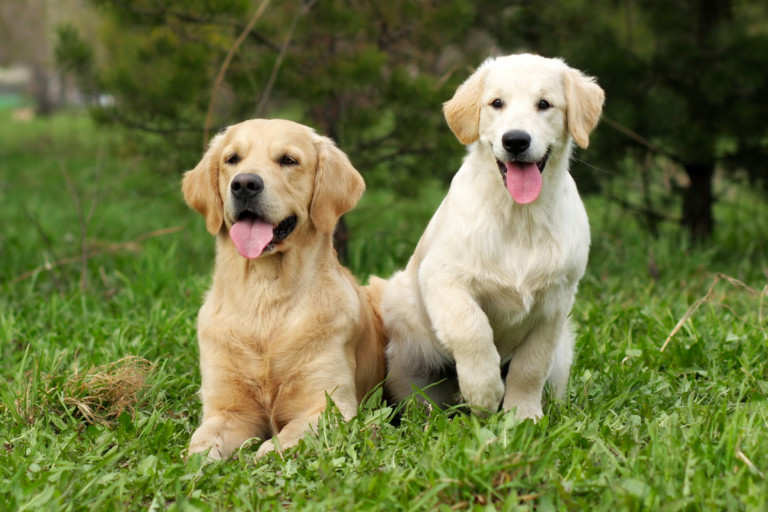 Golden retrievers