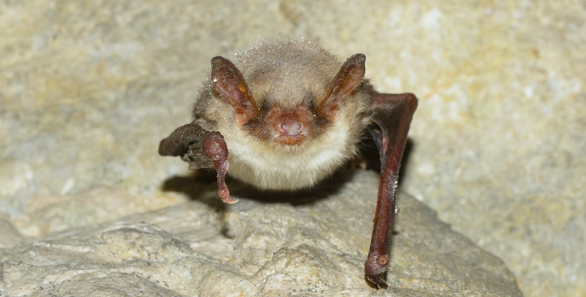 Myotis daubentonii