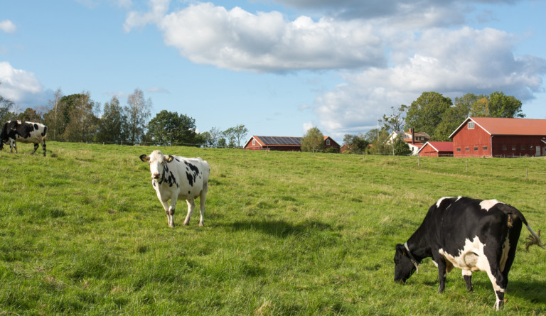 Kor vid bondgård