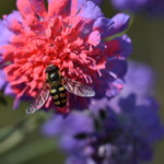 Biologisk måndgald