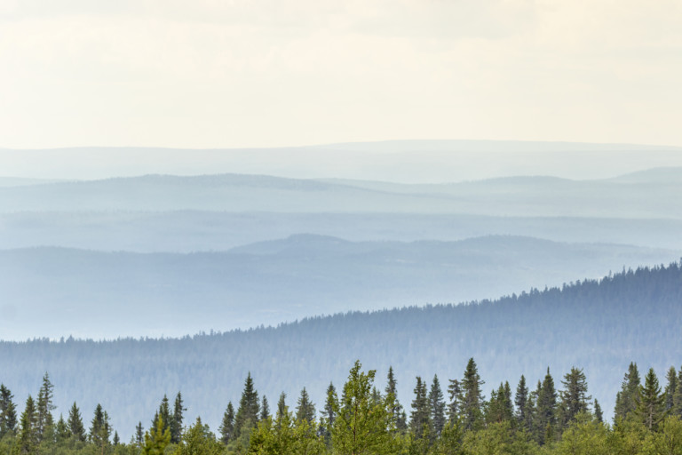 Skog