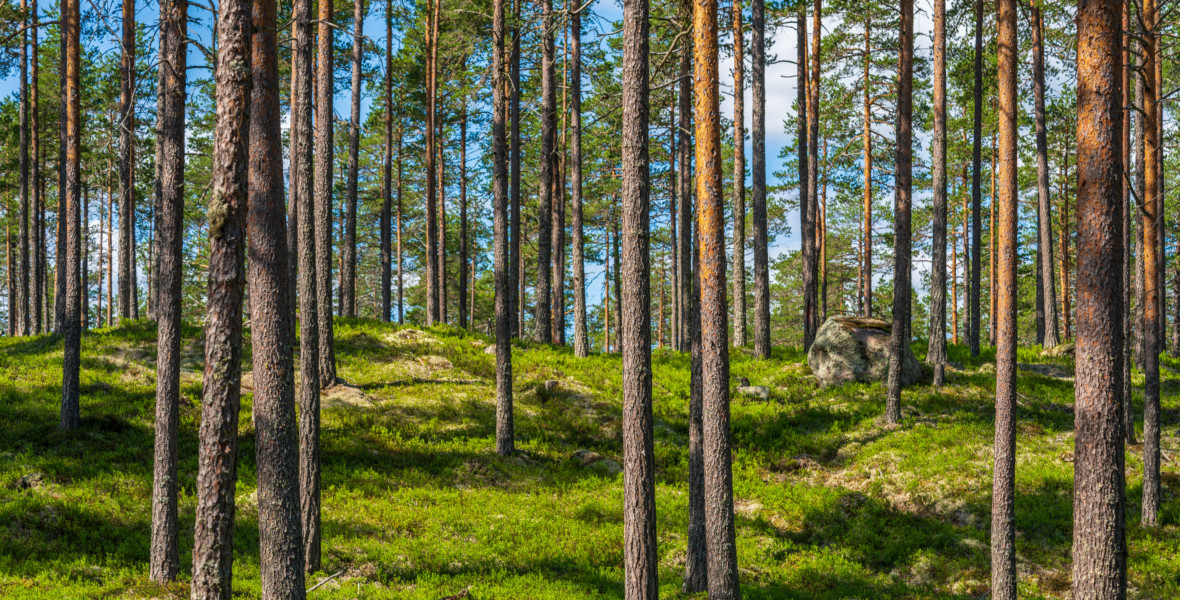 Tallskog