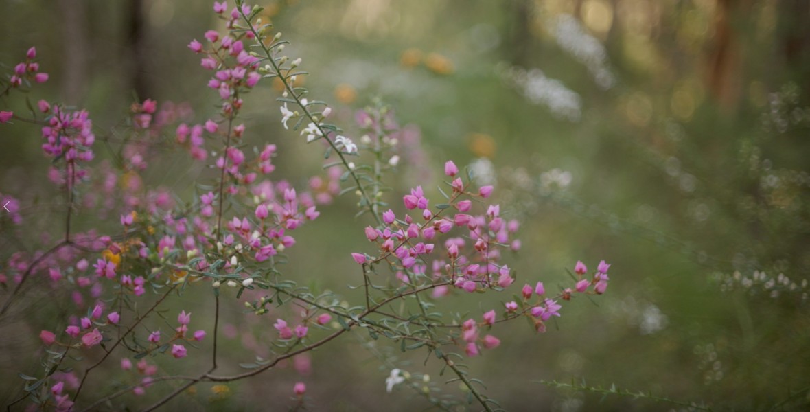 Midsommarblommor