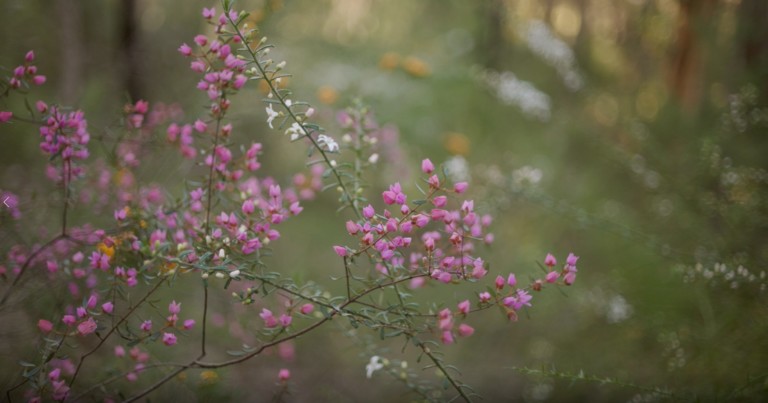 Midsommarblommor