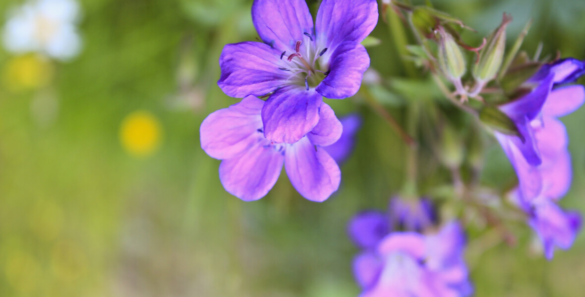 Midsommarblomster