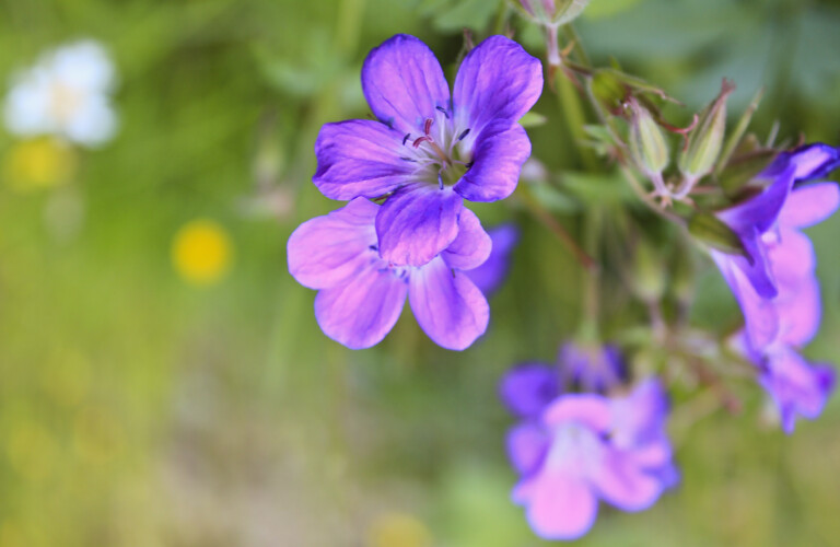 Midsommarblomster