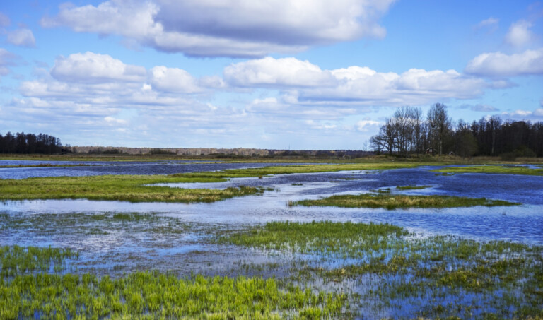 Våtmark