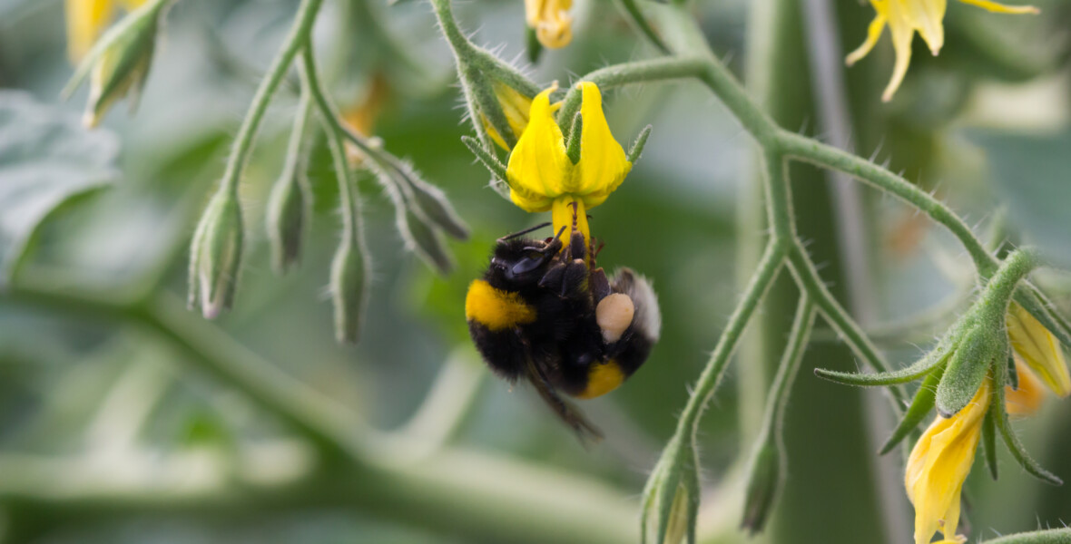 Bombus terrestri