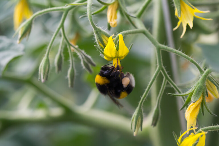 Bombus terrestri