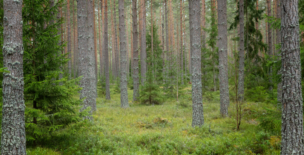 Skog