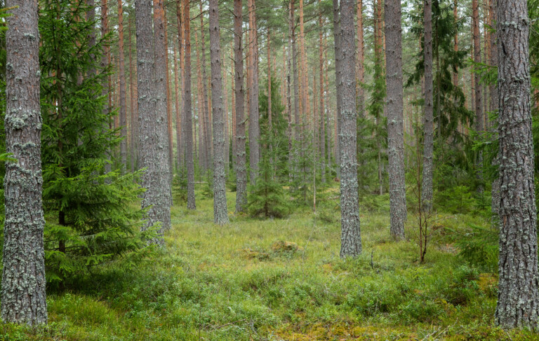 Skog