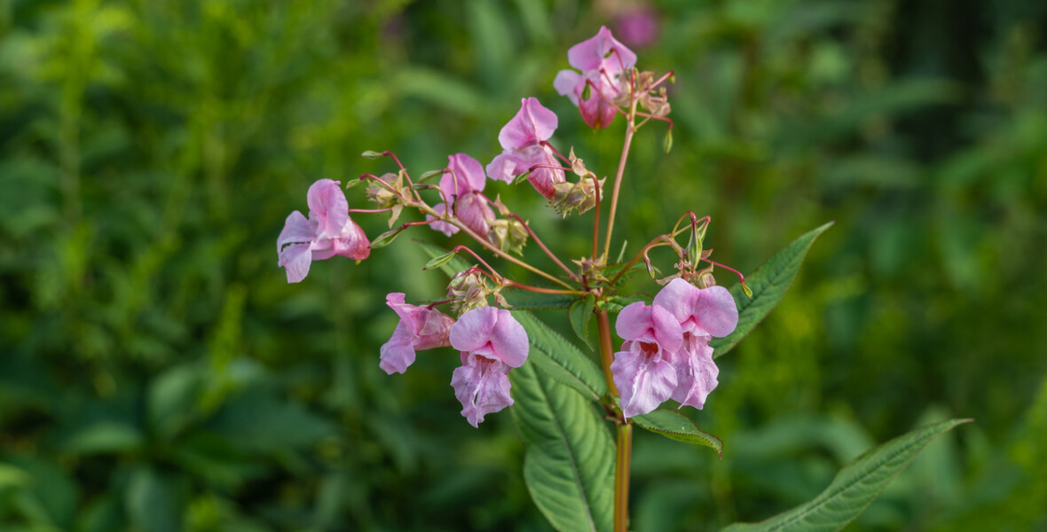 Impatiens glandulifera