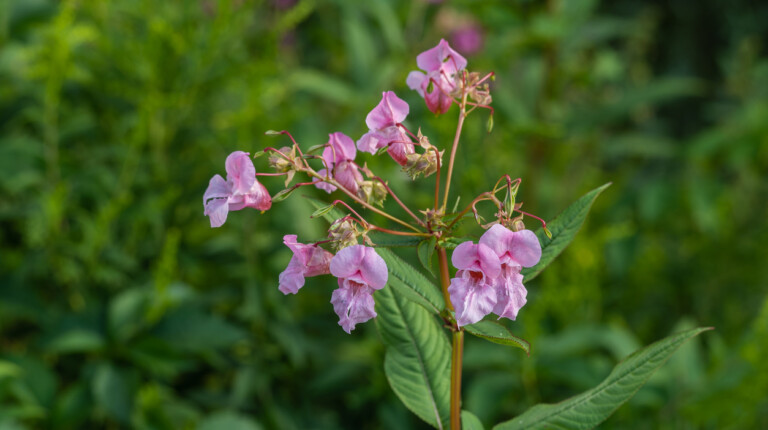 Impatiens glandulifera