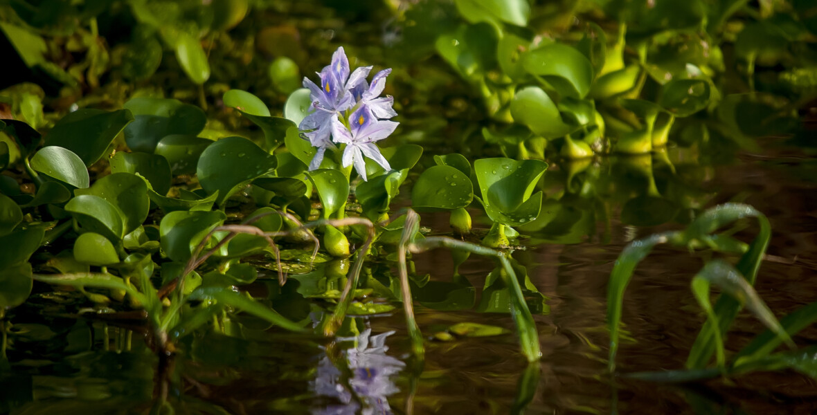 Vattenhyacint Pontederia crassipes