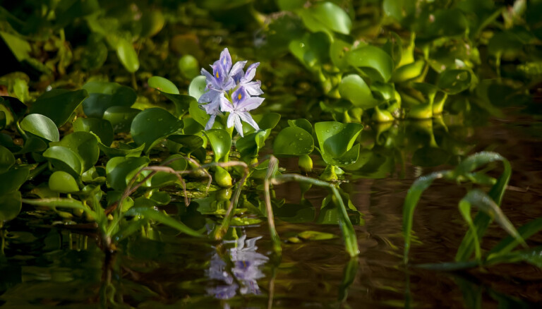 Vattenhyacint Pontederia crassipes