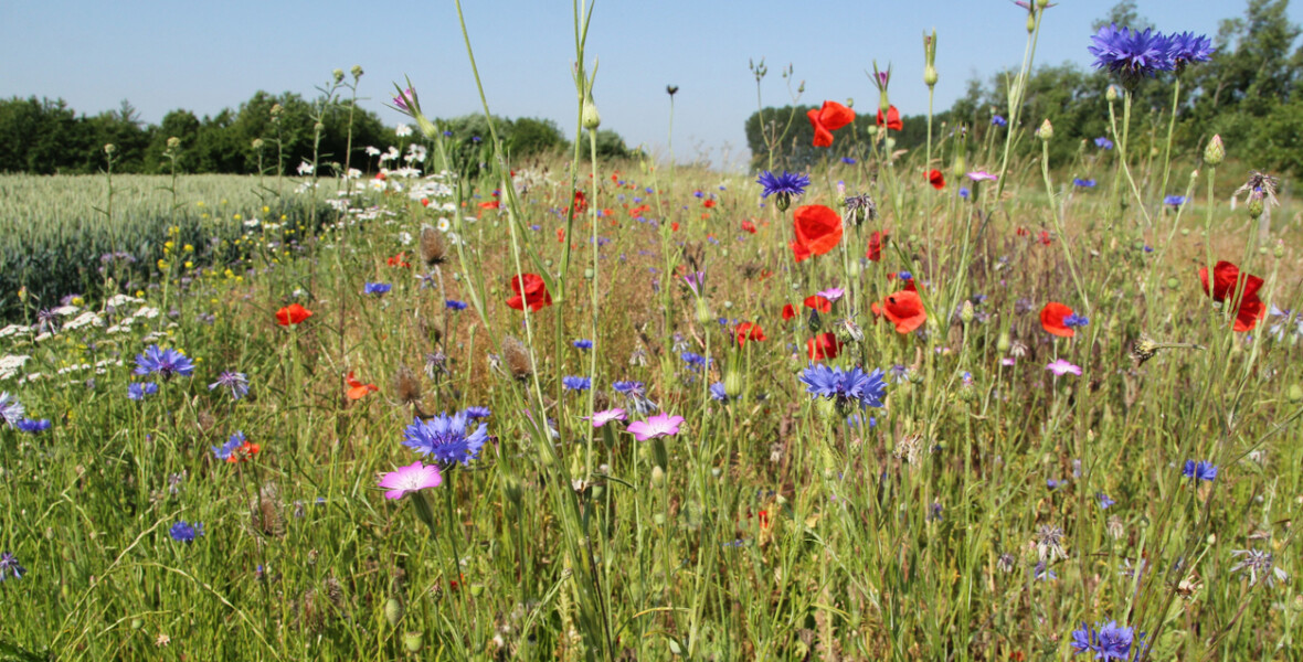 Blomsteräng