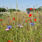 Blomsteräng